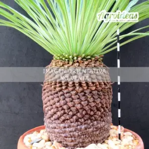 Euphorbia bupleurifolia