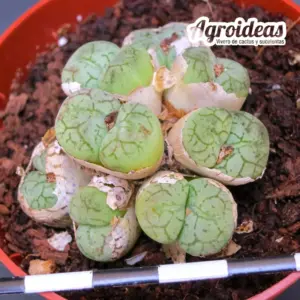 Conophytum minimum "Scitulum"
