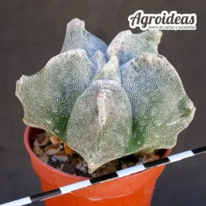 Astrophytum myriostigma cv. "kikko"