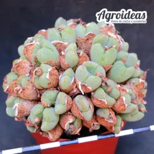 Conophytum karamoepense "fr. Gamsberg"