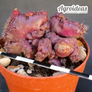 Echinopsis sp. "cv. chocolate"