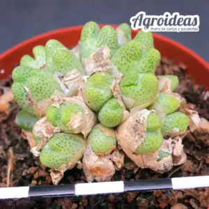 Conophytum karamoepense "fr. Gamsberg"