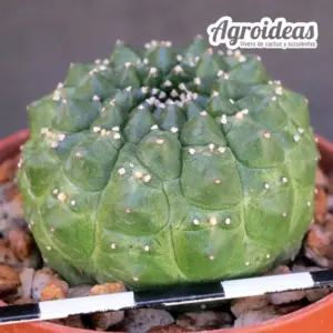 Euphorbia gymnocalycioides "kikko"