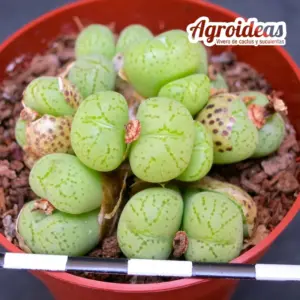 Conophytum uviforme "Hillii"
