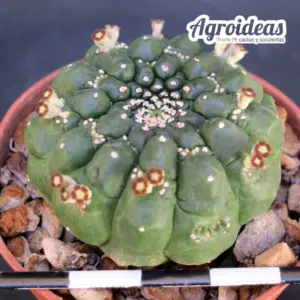 Euphorbia gymnocalycioides