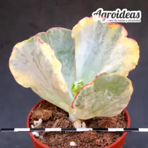 Cotyledon orbiculata "variegata"