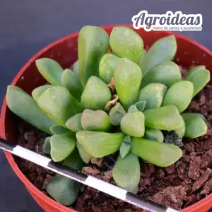 Delosperma X Psammophora “Híbrido en habitat”