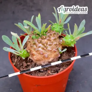 Euphorbia japonica
