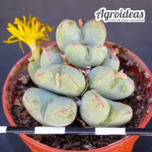 Conophytum maughanii "Namaqualand"