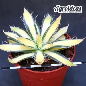 Agave filifera «Mediopicta Variegata»
