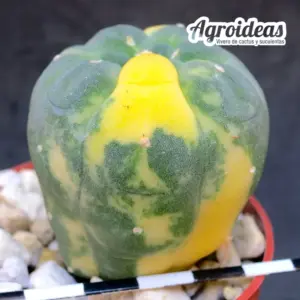 Matucana madisoniorum "Variegata" Flor roja
