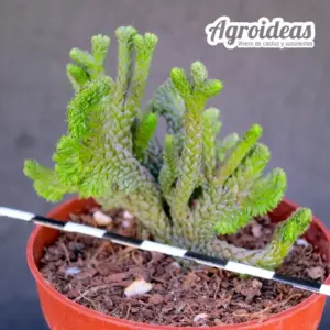 Crassula muscosa “Cristata”