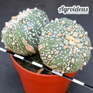 Astrophytum asterias «Bicéfalo»