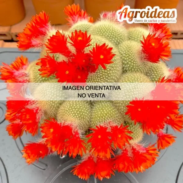 Parodia haselbergii