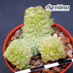Pseudolithos migiurtinus X dodsonianus