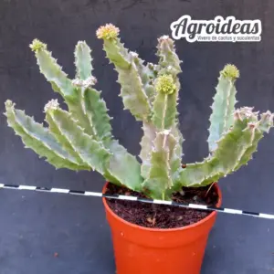 Caralluma foulcheri-delboscii var. greenbergiana "Ejemplar"