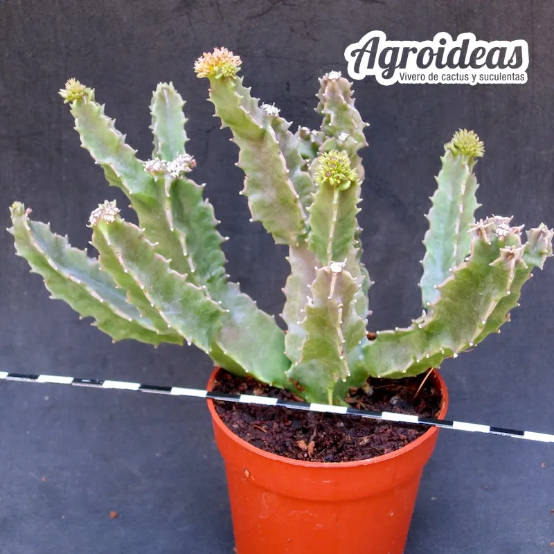 Caralluma foulcheri-delboscii var. greenbergiana "Ejemplar"