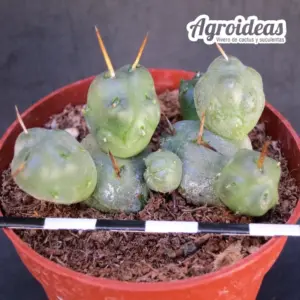 Maihueniopsis ovata
