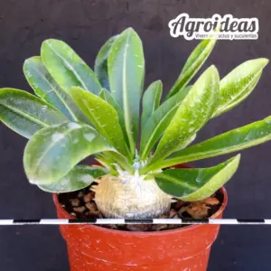 Pachypodium brevicaule