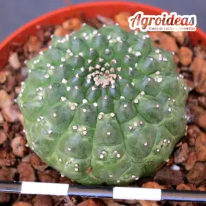 Euphorbia gymnocalycioides