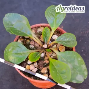 Euphorbia ecklonii «M-5,5 cm»