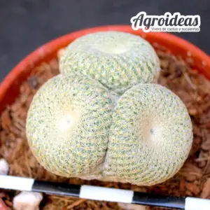 Epithelantha bokei "policéfala selección"