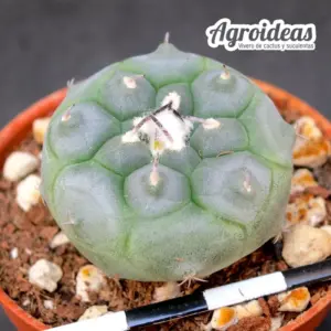 Turbinicarpus jauernigii