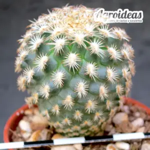 Gymnocactus ysabelae