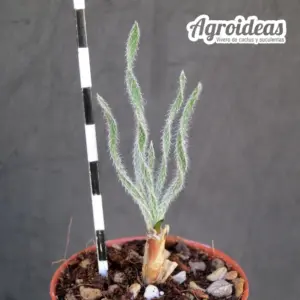 Gethyllis villosa