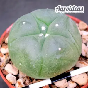 Lophophora diffusa