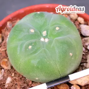 Lophophora fricii