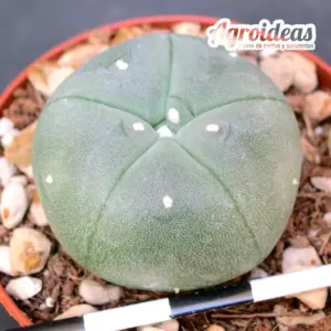 Lophophora ziegleri