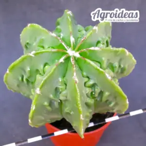 Astrophytum fukuryu "ejemplar"