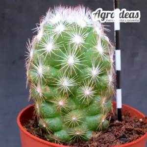 Escobaria grata