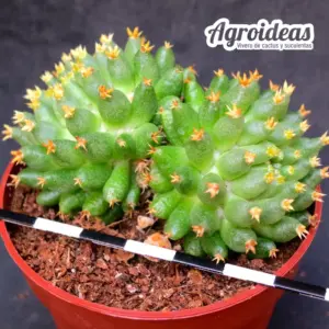 Mammillaria camptotricha cv. Bru "bicéfala"