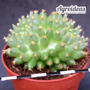 Mammillaria camptotricha cv. Bru "selección"