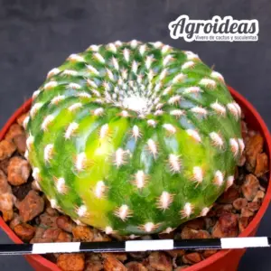 Sulcorebutia arenacea "variegata"
