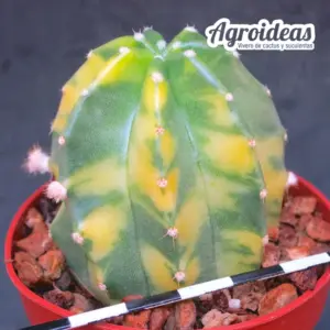 Echinocereus subinermis "variegata"