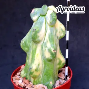Myrtillocactus fukurokuryuzinboku "variegata"