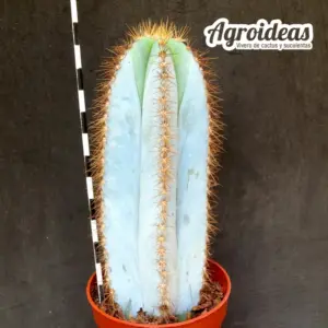 Pilosocereus magnificus