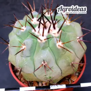 Copiapoa cinerea ssp. columna alba