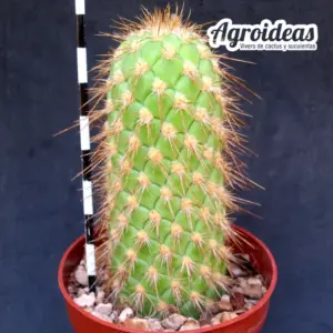 Austrocylindropuntia pachypus