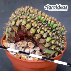 Gymnocalycium anisitsii "cristata"