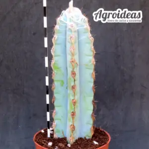 Pilosocereus glaucescens
