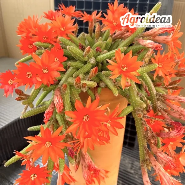 Chamaecereus luisramerezii