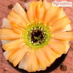Lobivia chrysantha var. hypocyrta