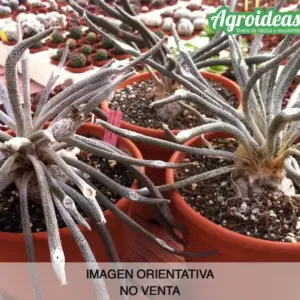 Digitostigma caput-medusae