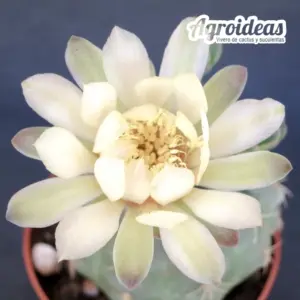 Gymnocalycium baldianum "Flor blanca"