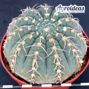 Gymnocalycium X triacanthum fr. tortuosa «Ex. Agroideas» Ejemplar MØ-11cm