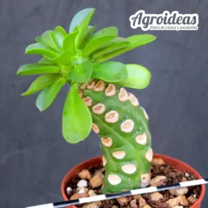 Euphorbia royleana fr. «nuda compacta»